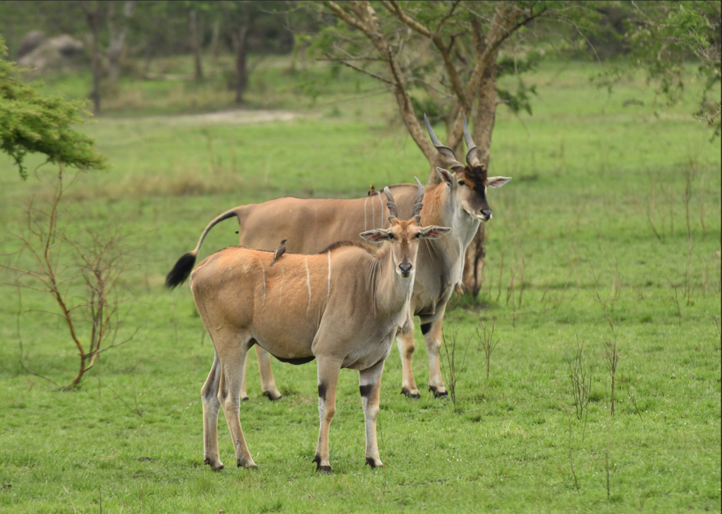 Lake Mburo National Park - Uganda National Parks